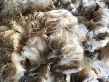 Raw Sheep Wool Fleece, 5 lb, Unwashed, Unprocessed, for Spinning, Knitting, Felt