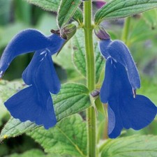 Salvia 'Patens Regal Blue'