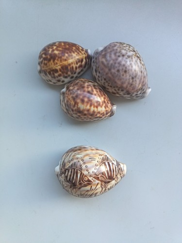 4xtiger cowrie shell cypraea - cowrie,