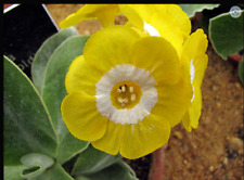 Primula Auricula Pot o Gold