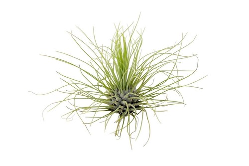 Tillandsia argentea live air - live,
