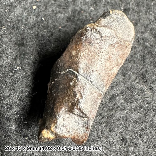 Ouranosaurus dinosaur tooth