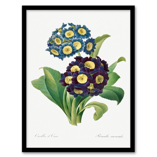 Pierre joseph redoute framed - joseph,