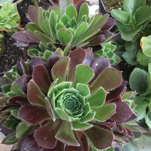 Different fresh aeonium - 10,