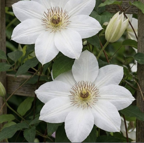 Clematis denryi cm in - clematis,