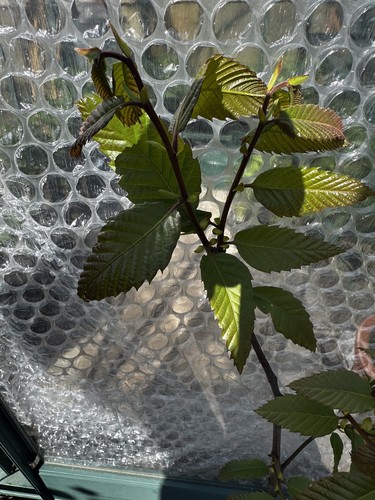 Sweet chestnut tree - sweet,