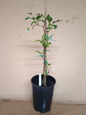 EVERGREEN WINTER FLOWERING CLEMATIS * FRECKLES * 2 LITRE LONG POT * CLIMBER