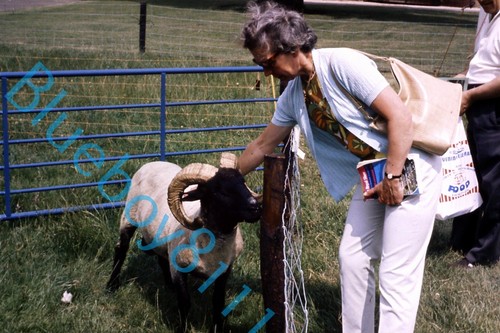 Norfolk horn ram - sheep,