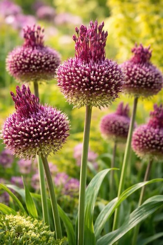 Allium red mohican - 3x,