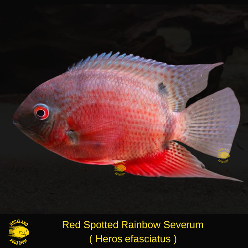 Red spotted rainbow severum - rainbow,
