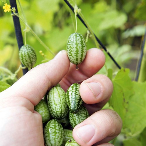 Cucamelon melothria scabra - 3x,