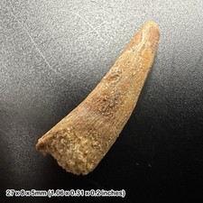 Rare Genuine Pterosaur