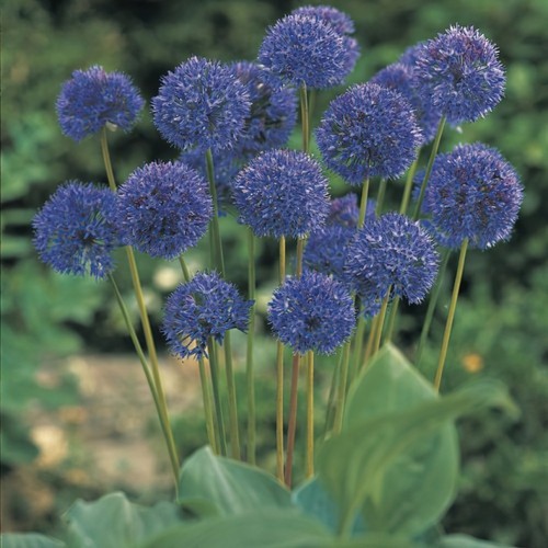 Allium azureum caeruleum - azureum, *caeruleum*