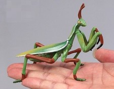 Praying Mantis Insect Animal