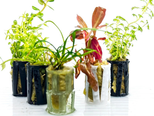 Live aquarium tropical plants - live,