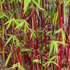 Fargesia Asian Wonder | Hardy