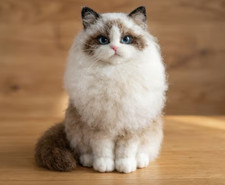 Beginners Adorable Ragdoll Cat