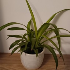 Spider Plant - Chlorophytum