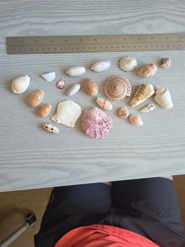 Mixed shells natural shell - mixed,