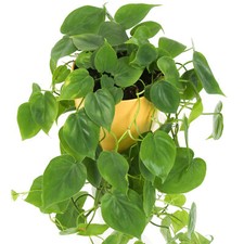 1 x Philodendron scandens for