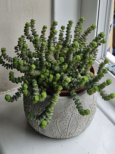 Crassula perforata string of - crassula, perforata'