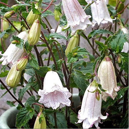 Campanula punctata milky - campanula, ‘milky