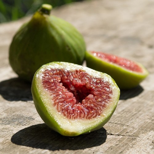 Fig dalmatie fruit bush ficus - dalmatie,