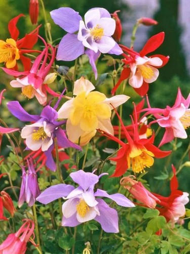 Aquilegia mckana hybrids - 12,