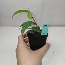 Ficus Benjamina Rooted Cutting Growing Plant Potted In nursery Pot