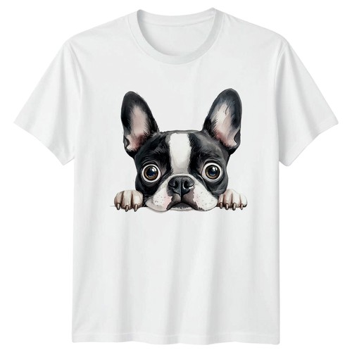 Boston terrier puppy dog - boston,