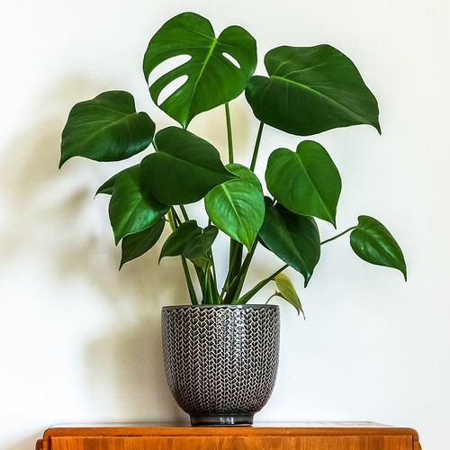 Monstera deliciosa houseplant - monstera,