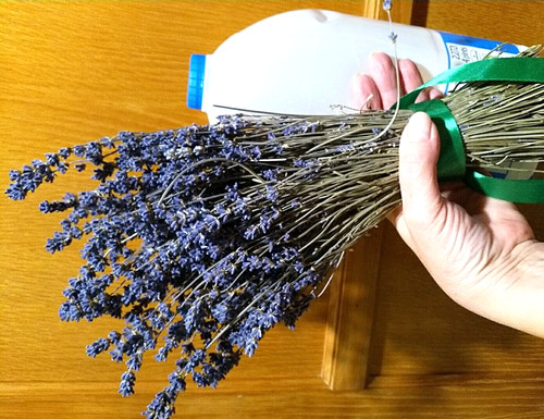 Lavender 2025 bluest 300 - bluest,