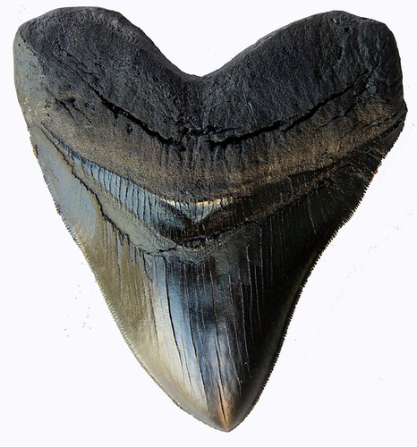 Inch megalodon tooth - tooth, black