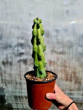 Myrtillocactus geometrizans - myrtillocactus,