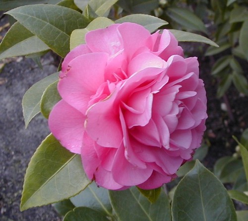Camellia williamsii debbie in - ,