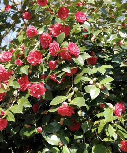 Camellia japonica lady - japonica, ‘lady