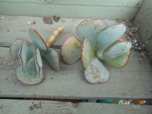 Crassula arborescens two - arborescens,,
