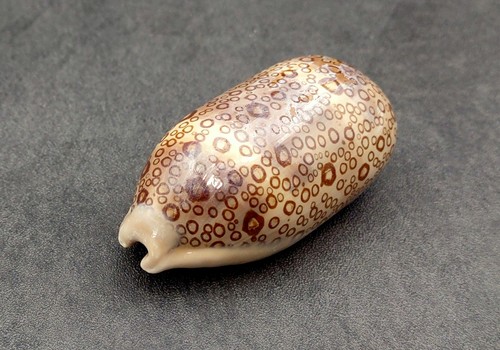 Eyed cowrie seashell spotted - cowrie,
