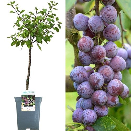 Patio fruit tree - patio,