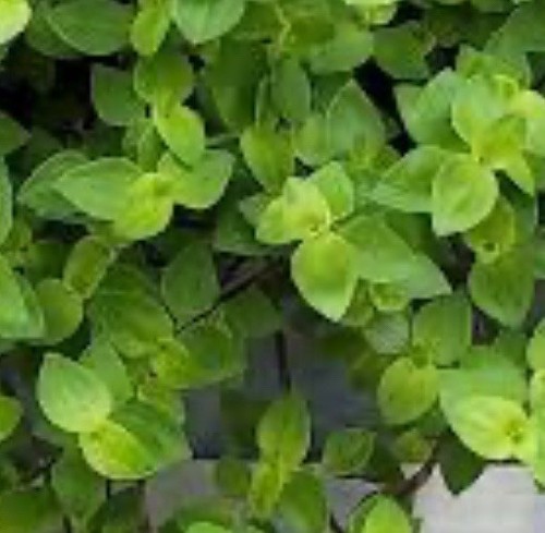 Dwarf bolivian wandering jew - bolivian,