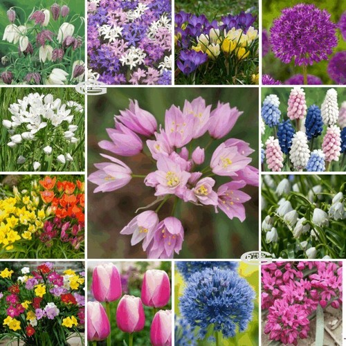 Camassia crocus ixia - ixia, muscari