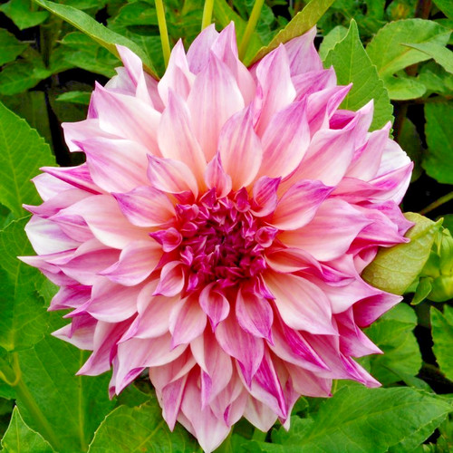 Cafe lait royal dahlia - au,