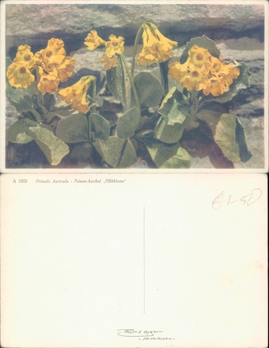 Primula auricula flowers - auricula,