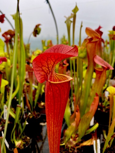 Sarracenia johnny marr - x,
