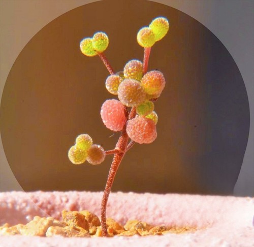 Drosanthemum globosum seeds - drosanthemum,