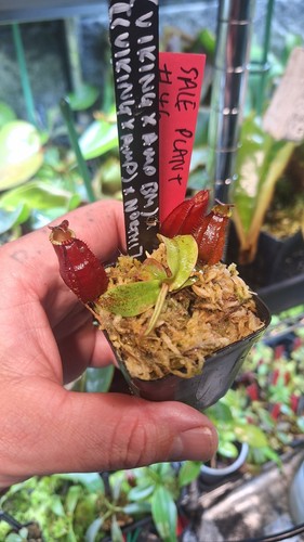 Nepenthes x - nepenthes, (viking