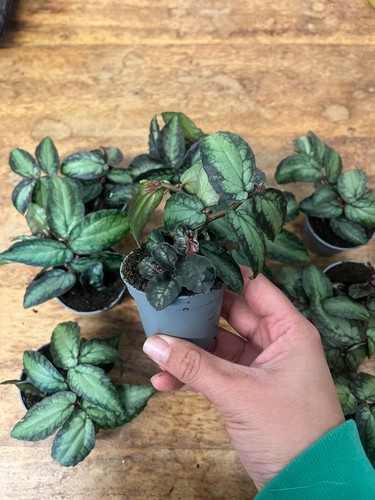 Trailing watermelon begonia - ,