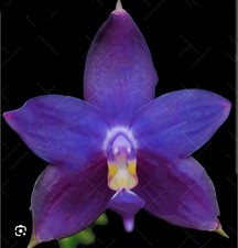 FRAGRANT Phalaenopsis violacea ‘Merlot‘ x ‘Dionysus', newest cultivar.