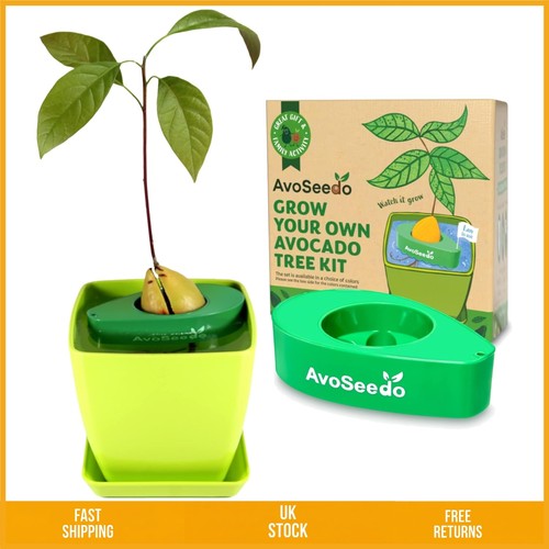 Easy grow avocado tree - grow,