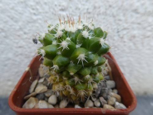 Mammillaria eichianii shown - mammillaria, eichianii,